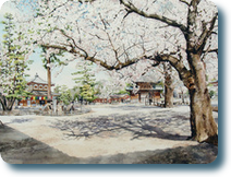 Miyajima no Sakura